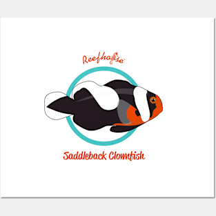 Saddleback Clownfish Posters and Art